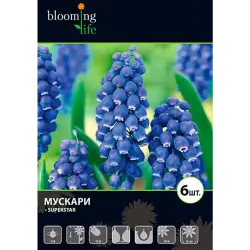Мускари Суперстар луковицы 7/8 6 шт